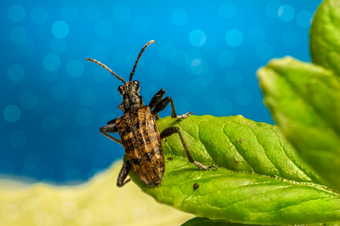 pepper plant pests close up