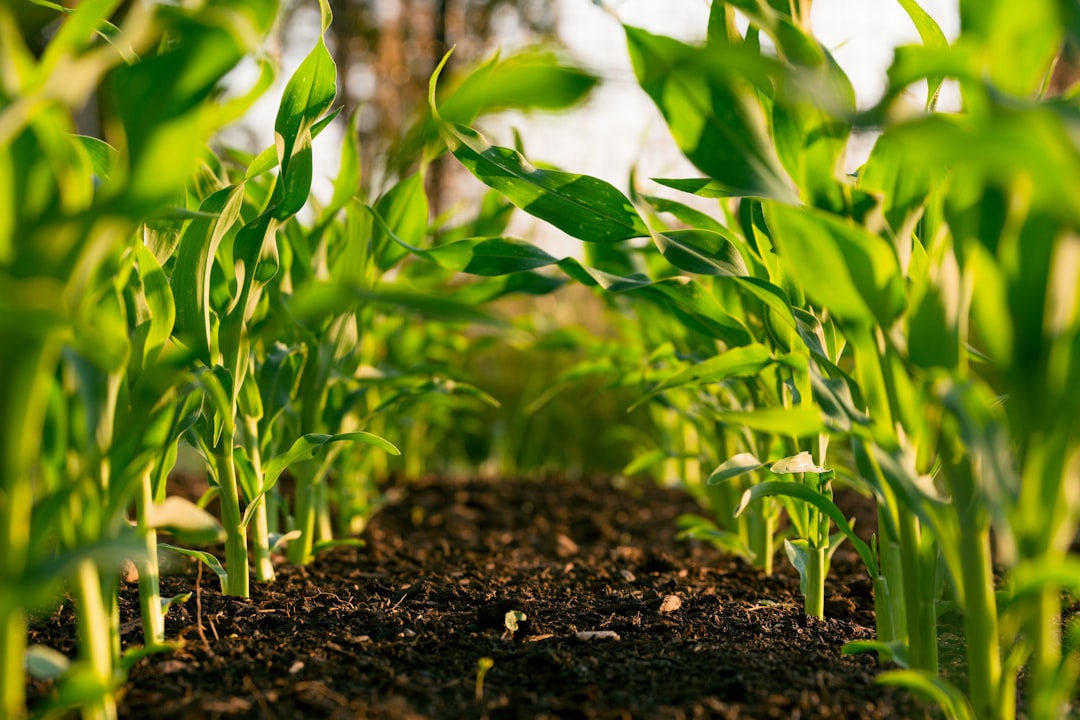 organic fertilizer gardening
