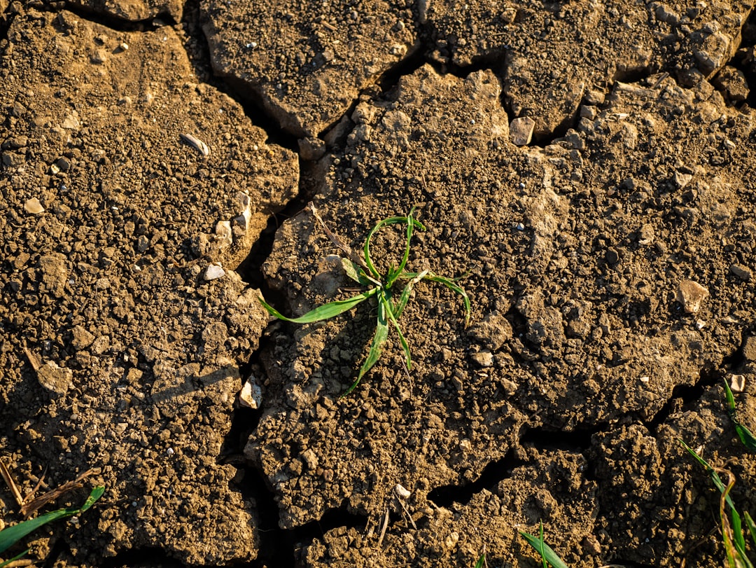 pepper plant stress dry soil