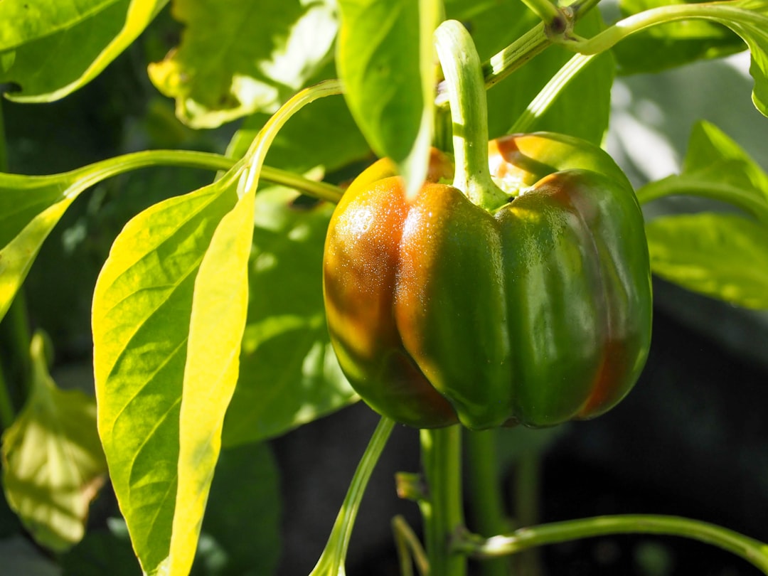 harvesting bell peppers